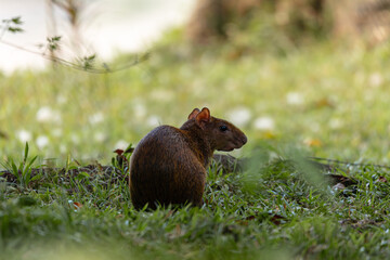 Photos of an Amazonian rodent known as the añuje, similar to the capybara, another famous Amazonian rodent.