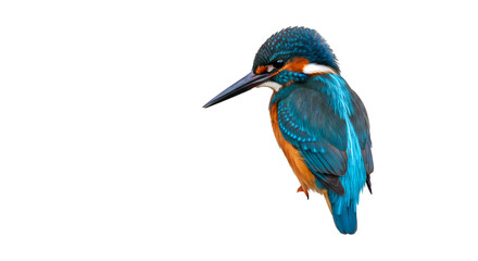Close up shot of a colorful kingfisher bird with a long beak against a black background in a studio shot isolated on white background