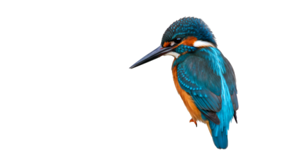 Close up shot of a colorful kingfisher bird with a long beak against a black background in a studio shot isolated on white background