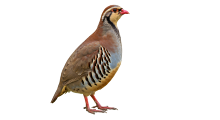 A colorful partridge standing against a black background in a studio shot profile view isolated on white background
