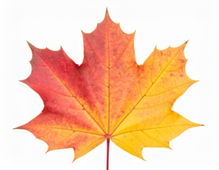 Fototapeta premium leaf