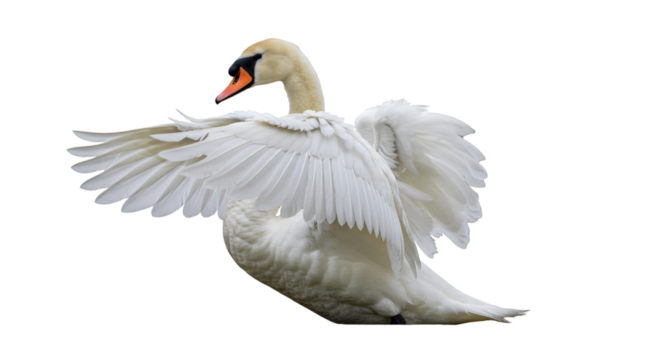 A swan with white feathers spreading its wings and its beak showing orange and black colors isolated on white background
