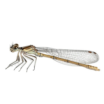 Damselfly Macro Photography