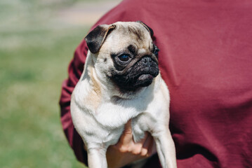 Obraz premium cute small cream pug walks on green grass in summer park in summer day, sits in owner hands, dogwalking concept