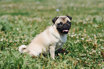 Fototapeta premium cute small cream pug walks in summer park in summer day, sitting on green grass, dogwalking concept