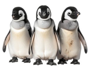 Three Cute Penguins Standing Side by Side, isolated on transparent background PNG