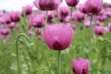 Field of red and purple poppies in the wind
