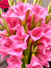 Fototapeta premium A cluster of elegant pink gladiolus flowers with soft petals and green stems perfect for a stunning floral display