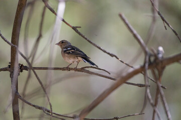 bird, duck, animal, goose, nature, beak, wildlife, water, feather, white, wild, geese, isolated, brown, black, waterfowl, feathers, red, farm, wings