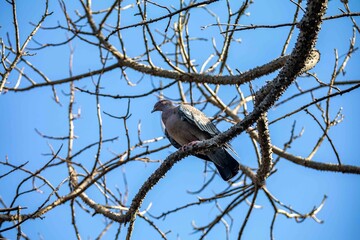 The white-winged dove (Patagioenas picazuro) is a columbid bird endemic to South America, found in Brazil, from the northeast to the south, in Paraguay, Uruguay, Bolivia and Argentina.
