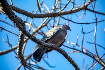 The white-winged dove (Patagioenas picazuro) is a columbid bird endemic to South America, found in Brazil, from the northeast to the south, in Paraguay, Uruguay, Bolivia and Argentina.