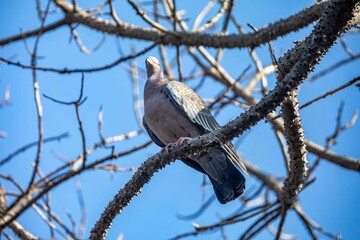 Obraz premium The white-winged dove (Patagioenas picazuro) is a columbid bird endemic to South America, found in Brazil, from the northeast to the south, in Paraguay, Uruguay, Bolivia and Argentina.
