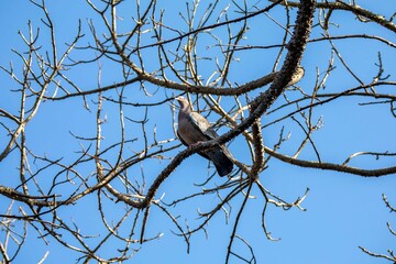 The white-winged dove (Patagioenas picazuro) is a columbid bird endemic to South America, found in Brazil, from the northeast to the south, in Paraguay, Uruguay, Bolivia and Argentina.