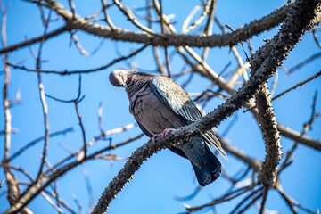 The white-winged dove (Patagioenas picazuro) is a columbid bird endemic to South America, found in Brazil, from the northeast to the south, in Paraguay, Uruguay, Bolivia and Argentina.