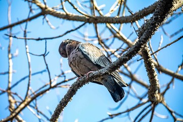 The white-winged dove (Patagioenas picazuro) is a columbid bird endemic to South America, found in Brazil, from the northeast to the south, in Paraguay, Uruguay, Bolivia and Argentina.