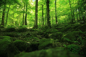 Fototapeta premium Temperate Forest with Moss Covered Rocks