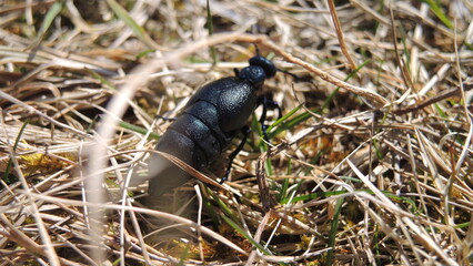 Oil beetles in spring. Macro shots