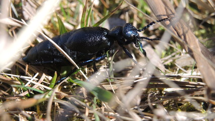 Oil beetles in spring. Macro shots
