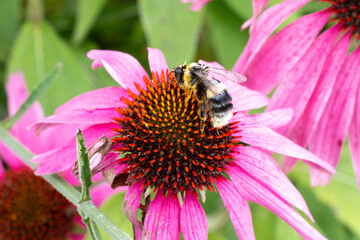 bee on pink flower
