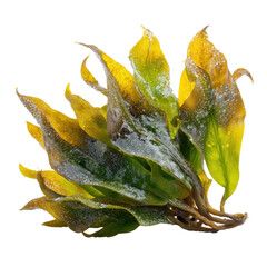 Fototapeta premium Vibrant Green and Yellow seaweed with Dew Drops on Transparent Background