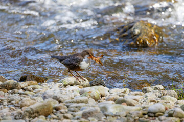 Wasseramsel beim Sammeln von Nistmaterial
