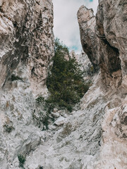  Narrow canyon with white stone cliffs and greenery growing between the rocks. Dramatic natural landscape for adventure seekers.