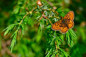 Silberfleck-Perlmuttfalter, Veilchen-Perlmuttfalter // Pearl-bordered fritillary (Boloria euphrosyne) 