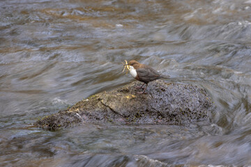 Wasseramsel beim Sammeln von Nistmaterial