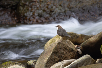 Wasseramsel auf einem Stein im Fluss