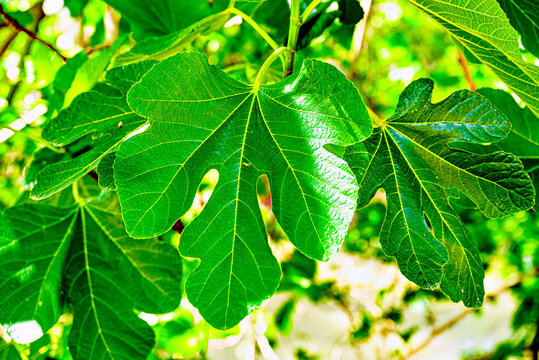 Green leaves hanging from a fig tree, fig tree on the path in Retama Park in Alcala de Guadaira
