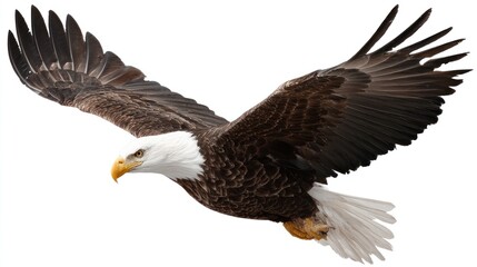 Obraz premium Bald Eagle in Flight with Spread Wings Against White Background