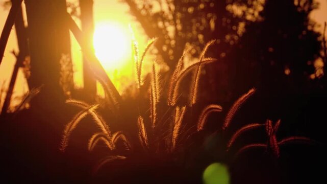 The setting sun glows brightly behind a stalk of backlit foxtail grass in a field.