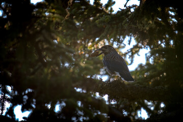a nutcracker, nucifraga caryocatactes, with a larch cone in his beak, perched on a spruce  on the mountains, at a summer morning 
