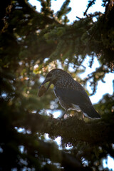 a nutcracker, nucifraga caryocatactes, with a larch cone in his beak, perched on a spruce  on the mountains, at a summer morning 