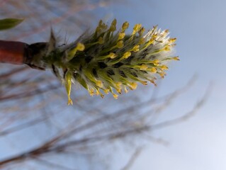 A CloseUp View of the Emerging Willow Catkin During Springtime