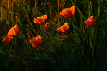 Fototapeta premium Bright orange poppy flowers blooming in a green field with soft sunlight, conveying natural beauty and tranquility on a summer day.