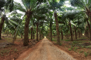 Sideroad throught palm tree plantation