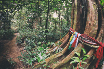 Massive banyan tree with colorful fabric stripes wrapped around it