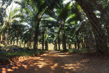 Sideroad throught palm tree plantation