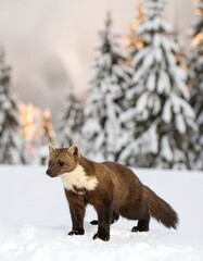 Naklejka premium A marten stands in the snow, with a backdrop of snowy winter trees.
