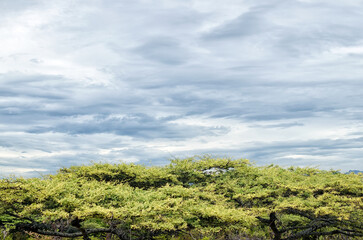 Top of flat-headed green trees and cloudy painted-like sky