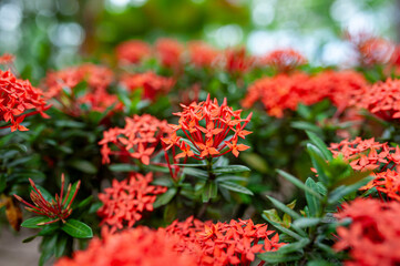 Bright Orange Blooms in Tropical Garden