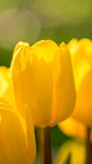 Naklejka premium A close-up view of vibrant yellow tulip petals, bathed in sunlight, showcasing intricate textures and delicate details.