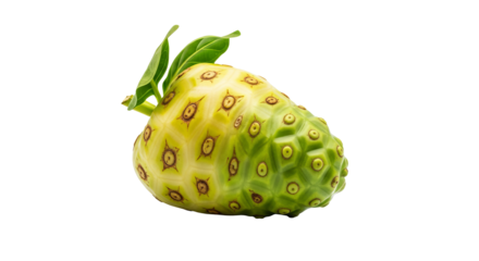 A single noni fruit with leaves rests on a isolated background, showing its segmented surface and color variation.