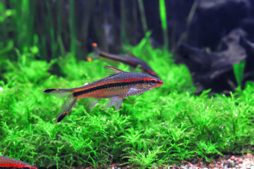 Denisons barb fish with stripe swimming and water plants in aquarium, side view