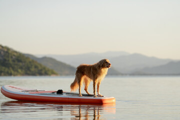 Scenic morning adventure – red Toller dog on paddle board with mountains behind