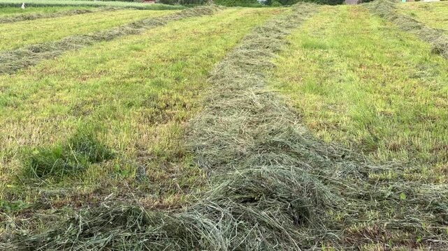 Windrows of mown dried hay on field in sunny morning