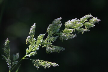 Flowers and life in my yard in the Qu'Appelle Valley.