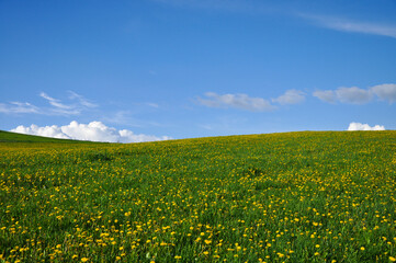 laka z kwiatami na tle blekitnego nieba jak windows