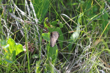 Flowers and life in my yard in the Qu'Appelle Valley.